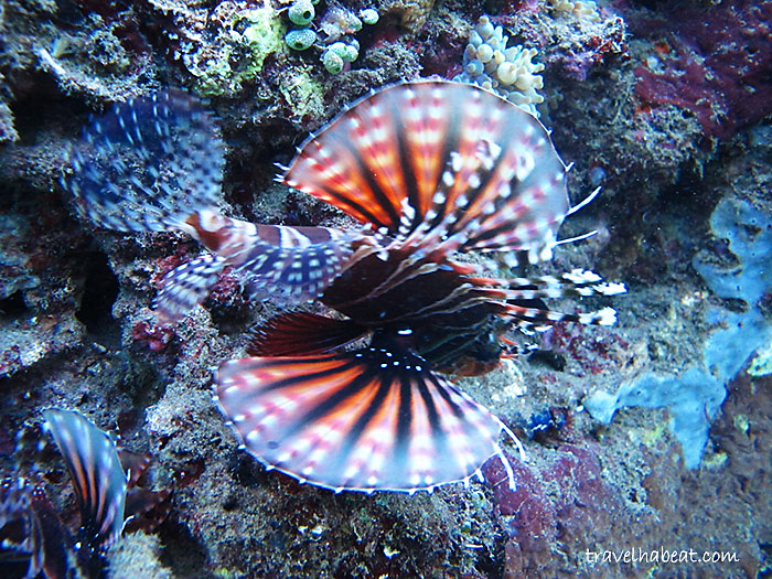 dive-anilao-batangas13