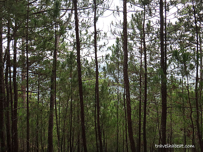 tree-top-adventure-baguio7