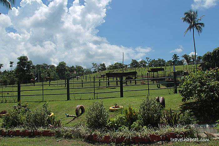 paradizoo1