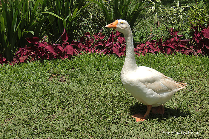 paradizoo3