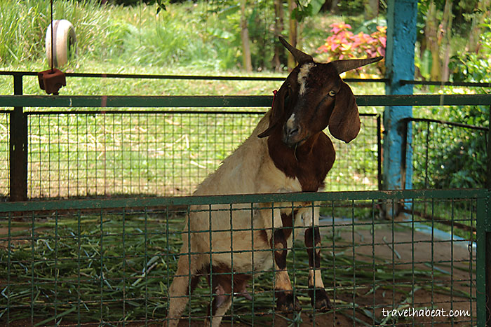 paradizoo6