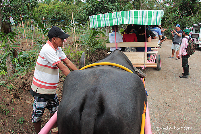 Carabao Cart Ride