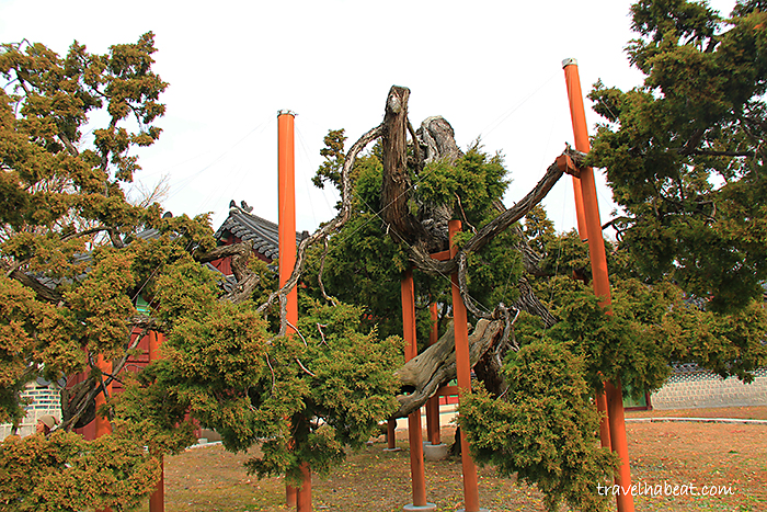 Chinese Juniper Tree