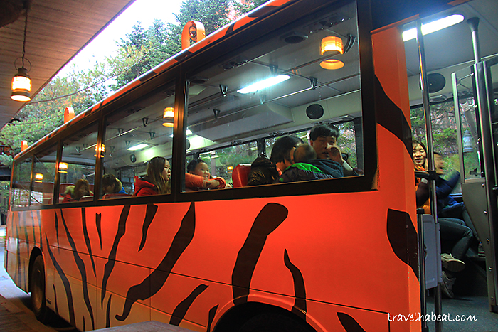 Everland Safari Bus Tour