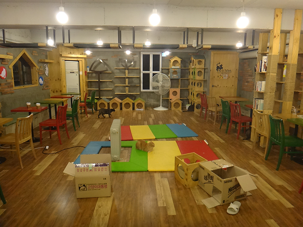 cat cafe gangnam district