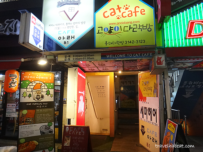 Cat Cafe in Gangnam Distrcit