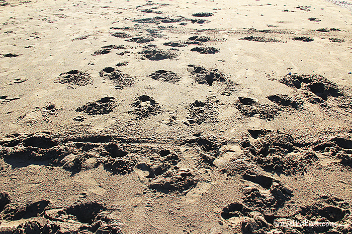 Fine, black sand.