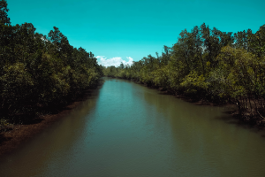 Bakhawan Ecopark