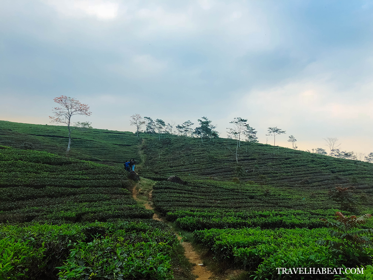 Cikole Tea Plantation