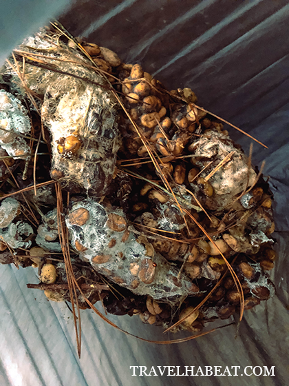 Kopi Luwak beans collected from the forest.