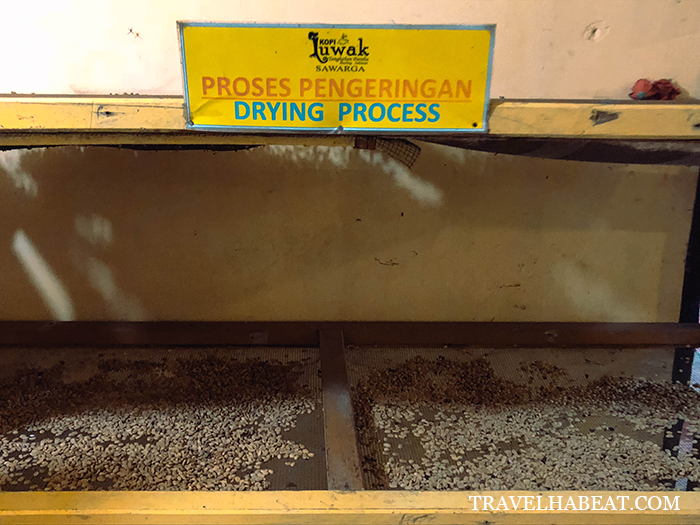 Washing and drying of coffee beans.
