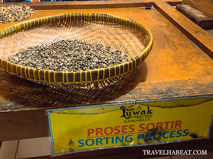 Sorting female and male coffee beans (male beans are more expensive).