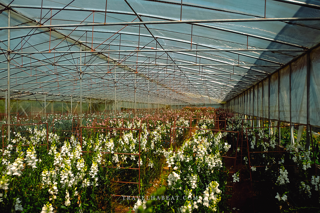 Northern Blossom Greenhouse