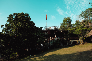 bangkong kahoy
