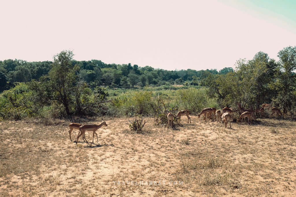Klipspringer