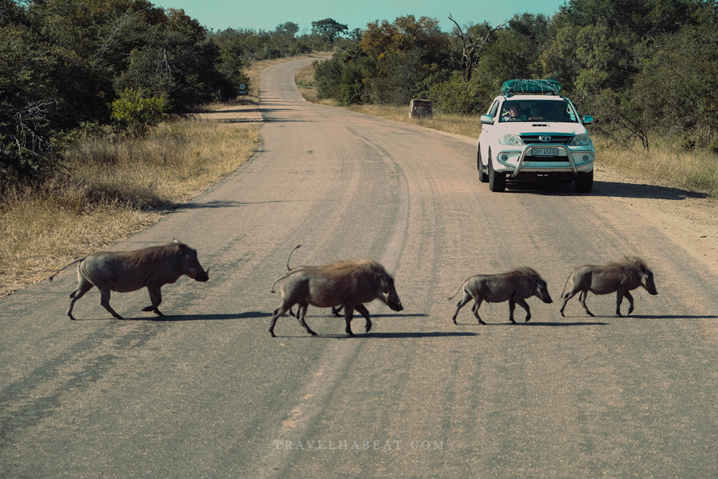 Warthog