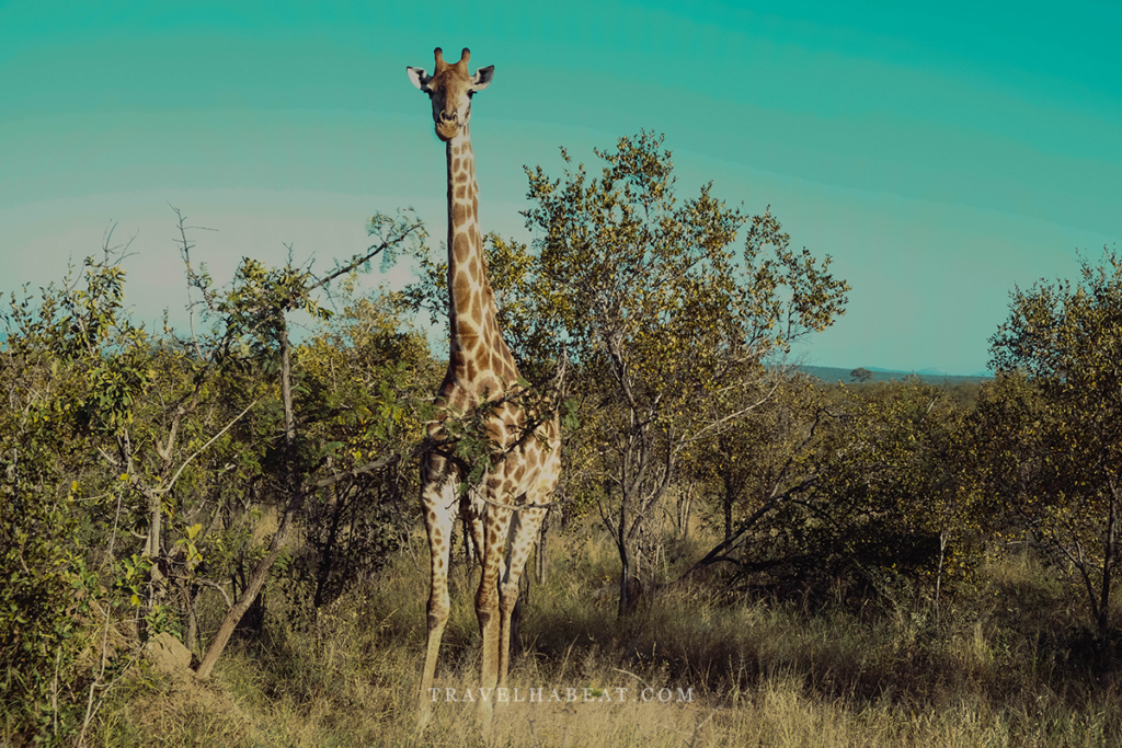 Giraffe
