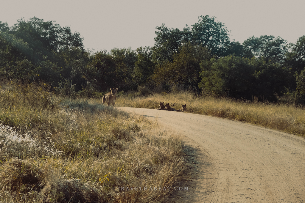 Animals at Kruger National Park - Lions