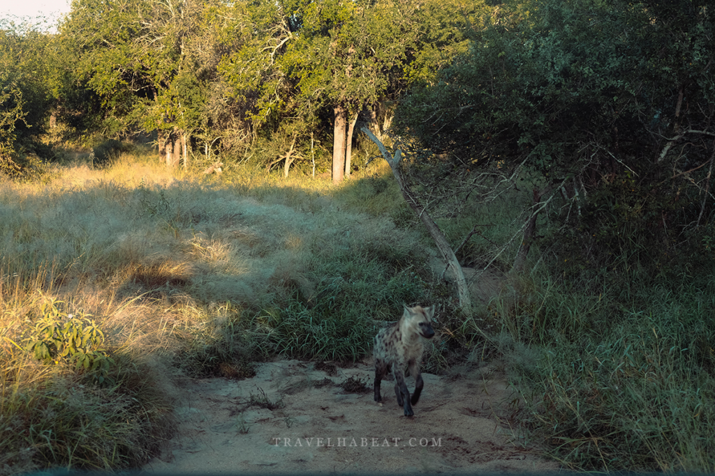 Spotted Hyaena