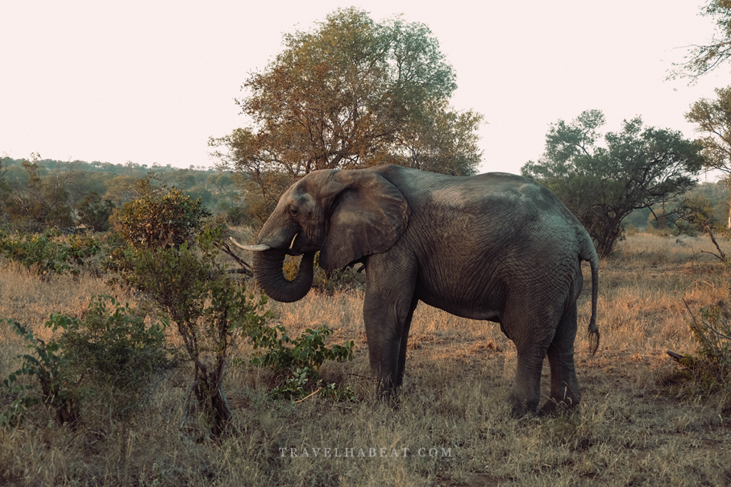 Animals at Kruger National Park - Elephants