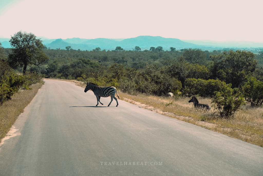 Animals at Kruger National Park - Zebra