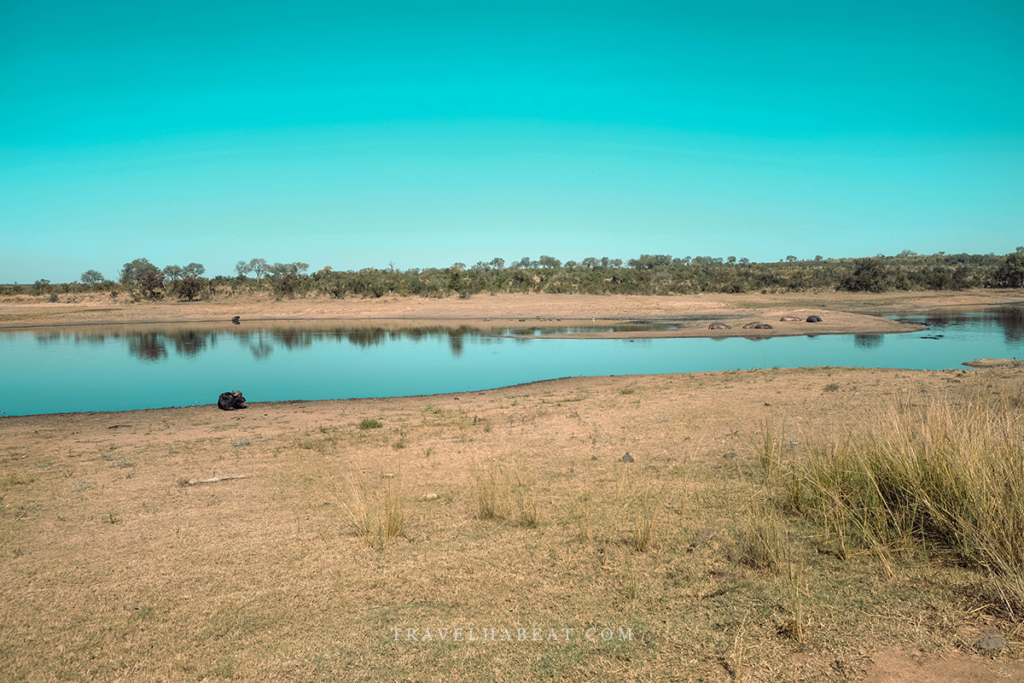 Animals at Kruger National Park