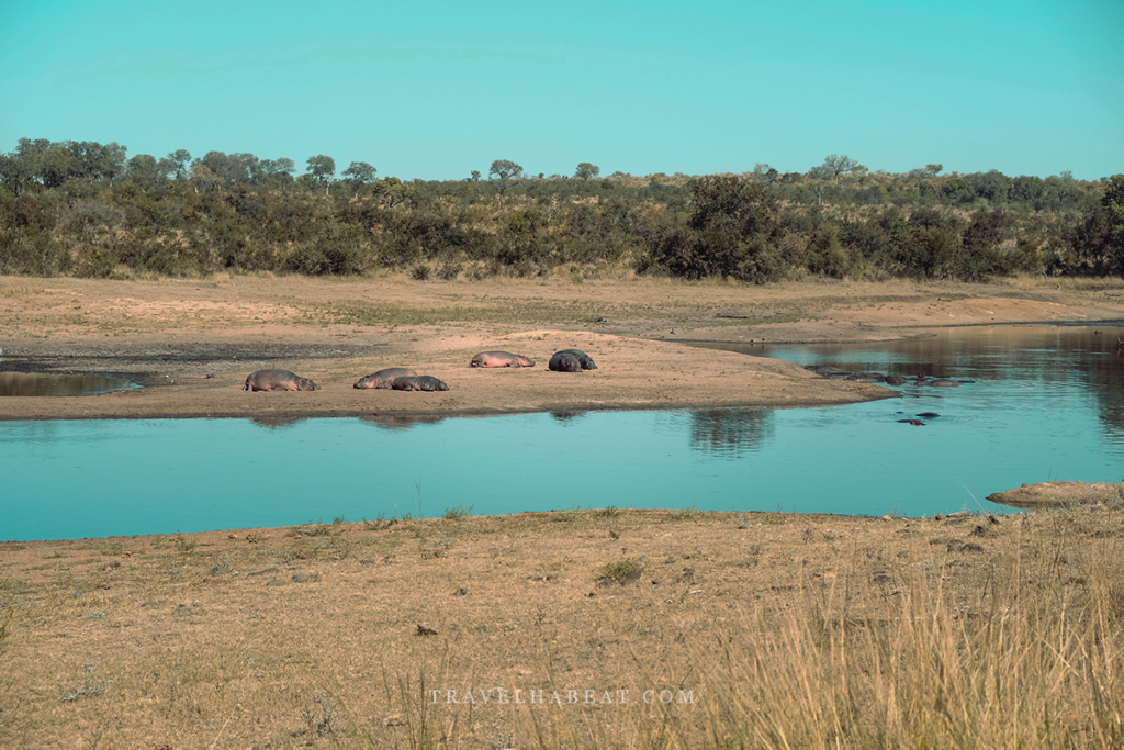Hippopotamus