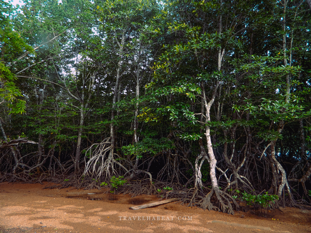 Mangrove Trees