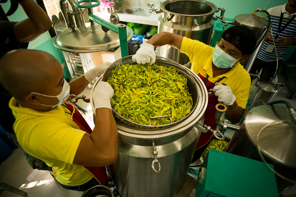 Ylang-ylang flowers utilized to make products like oil extract and perfume.